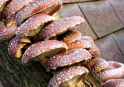 Доставка суши в Магнитогорске