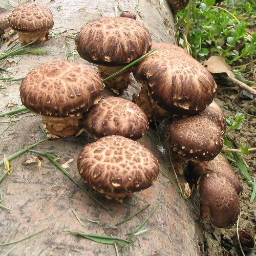 Доставка суши в Магнитогорске